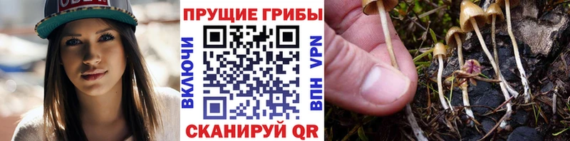 Галлюциногенные грибы Psilocybine cubensis  Купить закладки  Темников 